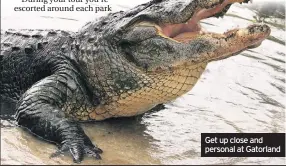  ??  ?? Get up close and personal at Gatorland