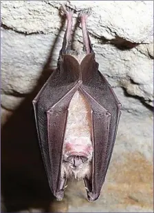  ??  ?? The Greater Horseshoe Bat sleeps hanging upside-down by its toes.