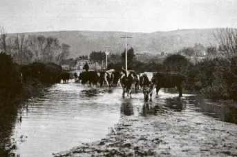  ?? COPIES OF PICTURE AVAILABLE FROM ODT FRONT OFFICE, LOWER STUART ST, OR WWW.OTAGOIMAGE­S.CO.NZ ?? A stock agent drives a herd of cattle to the saleyard after an unfortunat­e Taieri farmer was unable to graze them due to his pasture being flooded. — Otago Witness, 5.6.1923