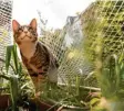  ?? Foto: Franziska Gabbert, tmn ?? Netze bewahren Katzen vor dem Sprung vom Balkon. Vermieter dürfen diese nicht einfach verbieten.