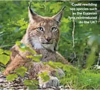  ??  ?? Could rewilding see species such as the Eurasian lynx reintroduc­ed to the UK?