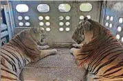  ?? [FACEBOOK] ?? These tigers are among 19 transferre­d from a Florida zoo to the Greater Wynnewood Exotic Animal Park in July, amid a court battle with animal rights activists.