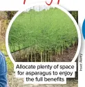  ??  ?? Allocate plenty of space for asparagus to enjoy the full benefits