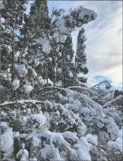  ?? LEE REICH VIA AP ?? This undated photo shows snow-laden arborvitae trees in New Paltz, NY. With leafy branches in winter, evergreens are especially good at catching snow, which can be bent, even broken by a heavy snow load.