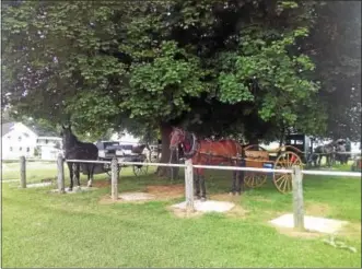  ??  ?? Mennonite craftsmans­hip is very fine and often clever with their horse-drawn vehicles, their only link to the outside world. These young Mennonite men have showed their creatively in their wagons with the one being aluminum clad. Many of the Mennonite...