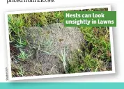  ??  ?? Nests can look unsightly in lawns