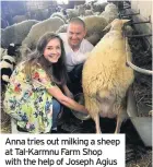  ??  ?? Anna tries out milking a sheep at Tal-Karmnu Farm Shop with the help of Joseph Agius