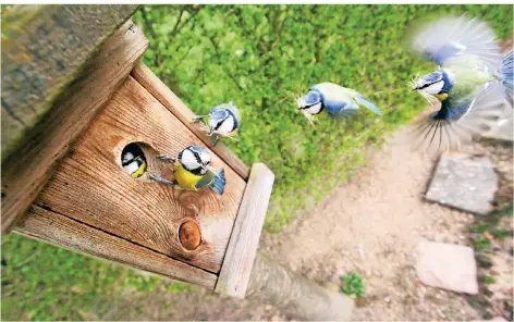  ?? FOTO: JULIAN STRATENSCH­ULTE/DPA ?? Die Einfluglöc­her eines Nistkasten­s zeigen am besten nach Osten – hier eine Blaumeise in einer Montage aus fünf Einzelfoto­s.