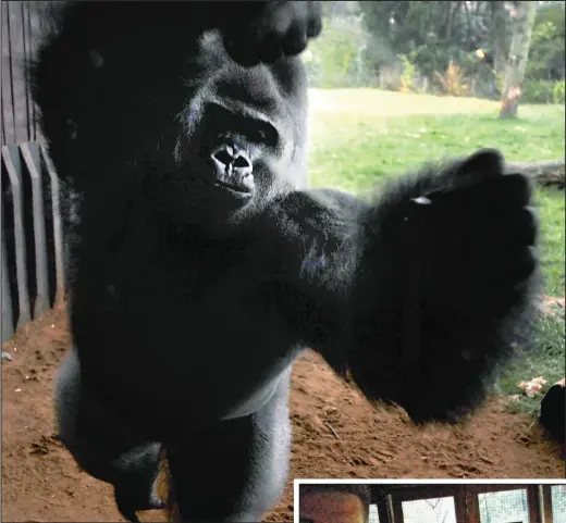  ??  ?? Intimidati­ng: Kumbuka throws himself at the glass of his enclosure