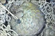  ??  ?? Pangolin scales have long been a prized ingredient in traditiona­l Chinese medicine.