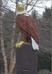  ?? PETE BANNAN — DIGITAL FIRST MEDIA ?? Hieronymou­s the eagle at the Stouffer homestead.