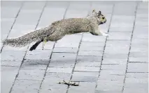  ?? JOHN MAHONEY ?? A wildlife expert says city workers may end up trapping mother squirrels, leaving behind babies that can’t fend for themselves.