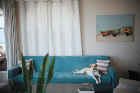  ?? THE WASHINGTON POST BY SANDY HUFFAKER ?? Carmen, the dog of Chad and Amy Wells, sprawls on a couch in the living room of their beach house in Rosarito, Mexico.