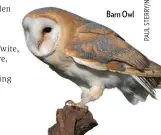  ??  ?? Barn Owl