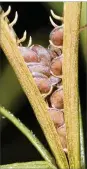  ?? NEW YORK TIMES ERIN TRIPP / THE ?? Hairyflowe­r wild petunia seeds may go 20 feet by air to reproduce.