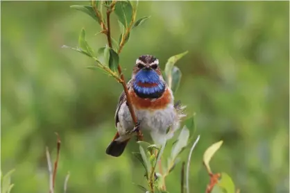  ??  ?? ALASKA: Photo provided by the US Geological Survey shows a Bluethroat in Nome, Alaska. Growth of shrubs on Arctic tundra as the climate warms will have a mixed effect on breeding birds, federal researcher­s have concluded. —AP