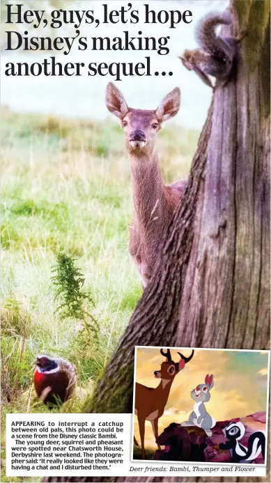  ??  ?? APPEARING to interrupt a catchup between old pals, this photo could be a scene from the Disney classic Bambi.
The young deer, squirrel and pheasant were spotted near Chatsworth House, Derbyshire last weekend. The photograph­er said: ‘It really looked...