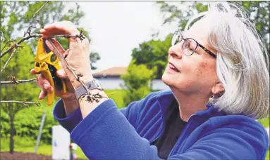  ?? Cassandra Day / Hearst Connecticu­t Media / ?? Jane Harris, arborist and chairwoman of the Middletown Urban Forestry Commission, examines a crab apple tree that has been defoliated by hungry tent caterpilla­rs at the Connecticu­t Trees of Honor at Veterans Park.