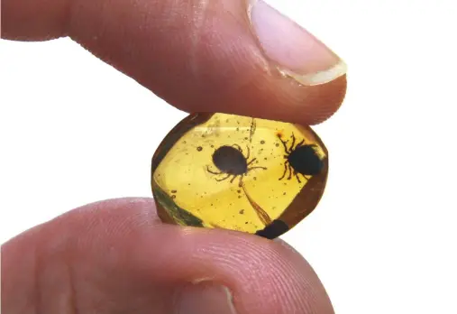  ?? CREDIT: ENRIQUE PEÑALVER ( IGME, SPAIN) ?? A tick trapped in amber, and entangled in a feather that might well have belonged to a dinosaur.