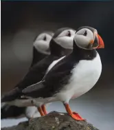  ??  ?? Are these puffins U.S. or Canadian citizens? The jury is still out.