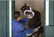  ?? PATRICK SEMANSKY — THE ASSOCIATED PRESS ?? A groom holds Kentucky Derby winner Always Dreaming in his stall after arriving at Pimlico Race Course in Baltimore, Tuesday. The Preakness Stakes horse race is scheduled to take place May 20.