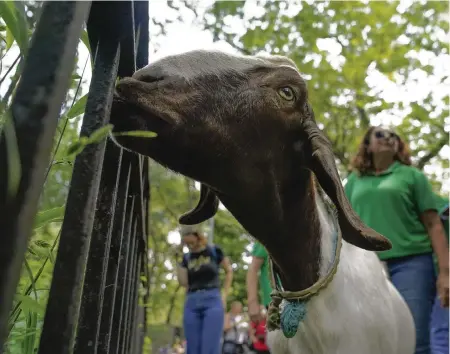  ?? FRANK FRANKLIN II AP ?? A goat named Chalupa chomps on a plant at Riverside Park during the second “Running of the Goats” in New York.