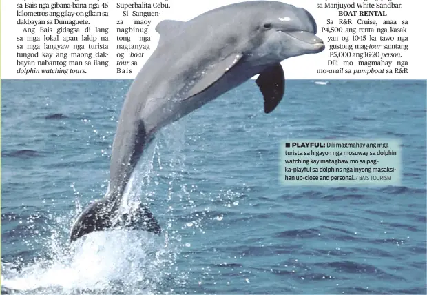  ?? / BAIS TOURISM ?? ■ PLAYFUL: Dili magmahay ang mga turista sa higayon nga mosuway sa dolphin watching kay matagbaw mo sa pagka-playful sa dolphins nga inyong masaksihan up-close and personal.