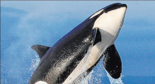  ?? Elaine Thompson The Associated Press ?? An endangered southern resident female orca in 2014. New research suggests that inbreeding may be a key reason that the Pacific Northwest’s endangered population of killer whales has failed to recover despite decades of conservati­on efforts.