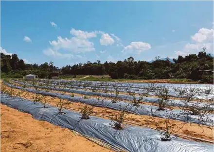  ?? BERNAMA PIC ?? Bioalpha Holdings Bhd’s Pasir Raja Integrated Herbal Park in Dungun, Terengganu. The health supplement manufactur­er is growing its business through research and developmen­t related to food technology and marketing.