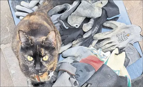  ?? ?? Chai sits proudly atop his pile of stolen gloves