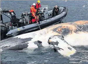  ?? CP FILE PHOTO ?? Researcher­s examine one of the six North Atlantic right whales that have died in the Gulf of St. Lawrence.