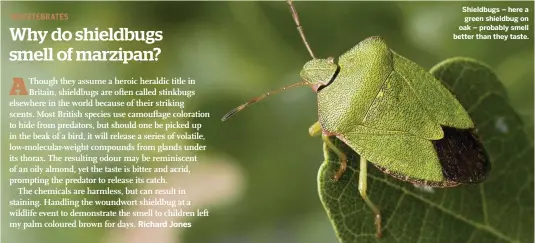  ??  ?? Shieldbugs – here a green shieldbug on oak – probably smell better than they taste.