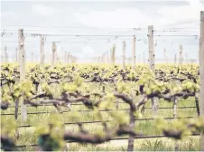  ?? — AFP photo ?? File photo shows the vines at a vineyard in Orange, Australia. China said it will lift punitive tariffs on Australian wine, as trade ties improve between the two countries after years of tension.