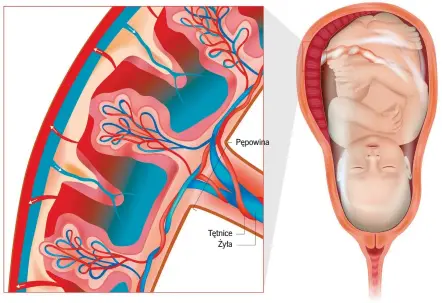 ?? ?? Łożysko poprzez żyłę pępowinową dostarcza dziecku tlen i składniki odżywcze, a przez dwie tętnice pępowinowe usuwa z jego krwi produkty przemiany materii.