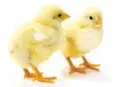  ??  ?? Give baby chicks through Plan Canada.