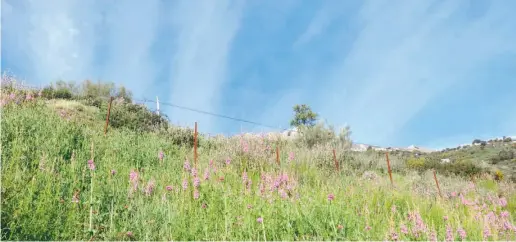  ?? Foto: Wiltrud Schwetje ?? Die Flora und Fauna des Naturparks Sierra de las Nieves sind einzigarti­g.