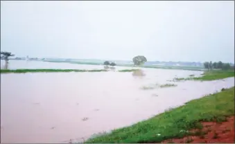  ??  ?? Rice farm covered with floods