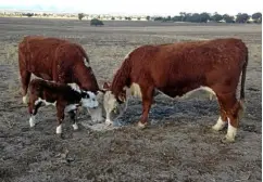  ??  ?? Cows feed on cotton seed.