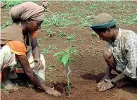  ??  ?? Reale Grazie ad app come «Forest» si possono «acquistare» alberi veri. Un’opzione possibile grazie alla sinergia con l’associazio­ne Trees for the Future