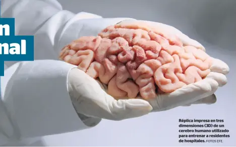  ?? FOTOS EFE. ?? Réplica impresa en tres dimensione­s (3D) de un cerebro humano utilizado para entrenar a residentes de hospitales.