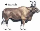  ??  ?? Auroch