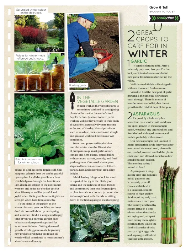  ?? Bok choi and mizuna
for winter salads.
Planting garlic. ?? Pickles for winter meals
of bread and cheese.