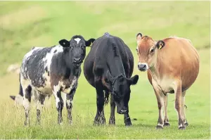  ??  ?? There has been a call for a tightening of the rules surroundin­g high-risk cattle movements.