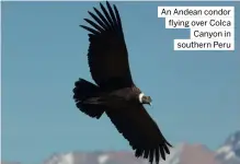  ?? ?? An Andean condor flying over Colca Canyon in southern Peru