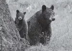  ??  ?? Mini Fact: A male bear is called a
boar, a female bear is called a sow, and a baby bear is called a cub.
photo courtesy U.S. Fish and Wildlife Service