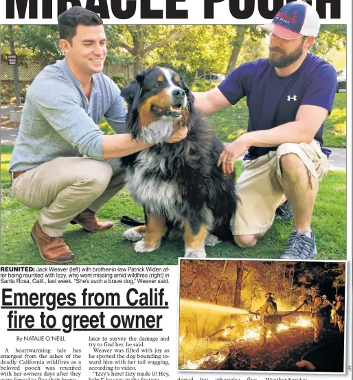  ??  ?? REUNITED: Jack Weaver (left) with brother-in-law Patrick Widen after being reunited with Izzy, who went missing amid wildfires (right) in Santa Rosa, Calif., last week. “She’s such a brave dog,” Weaver said.