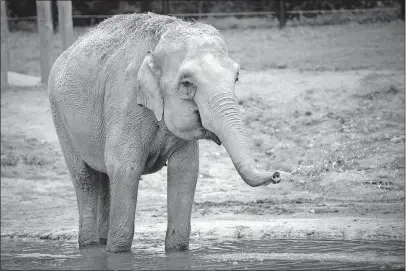  ?? [GRAHM S. JONES / COLUMBUS ZOO AND AQUARIUM VIA THE ASSOCIATED PRESS] ??