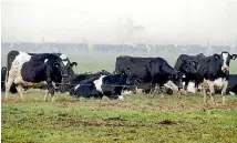 ?? ROBYN EDIE/STUFF ?? Rebuilding dairy herds in Southland could be a complicate­d and drawn out process.
