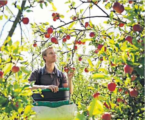  ??  ?? Herefordsh­ire’s orchards are under threat thanks to a glut of apples on the market and the growth in popularity of fruit cider which can be made with just 35 per cent apple juice