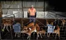  ?? Photograph: William West/AFP/Getty Images ?? A dairy farm in New Zealand’s Waikato region. Last month the Labour party unveiled plans to tax the greenhouse gas emissions from farm animals.